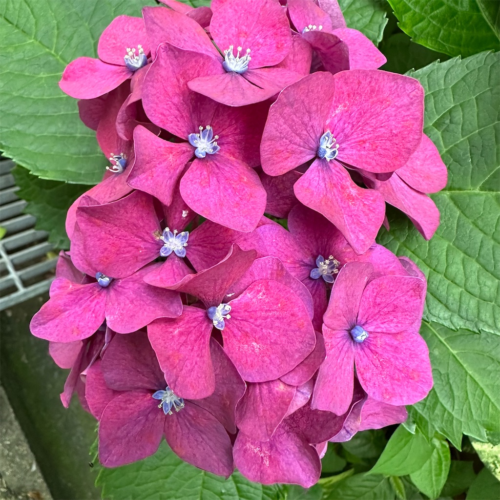 f:id:rotling:20240626095405j:image