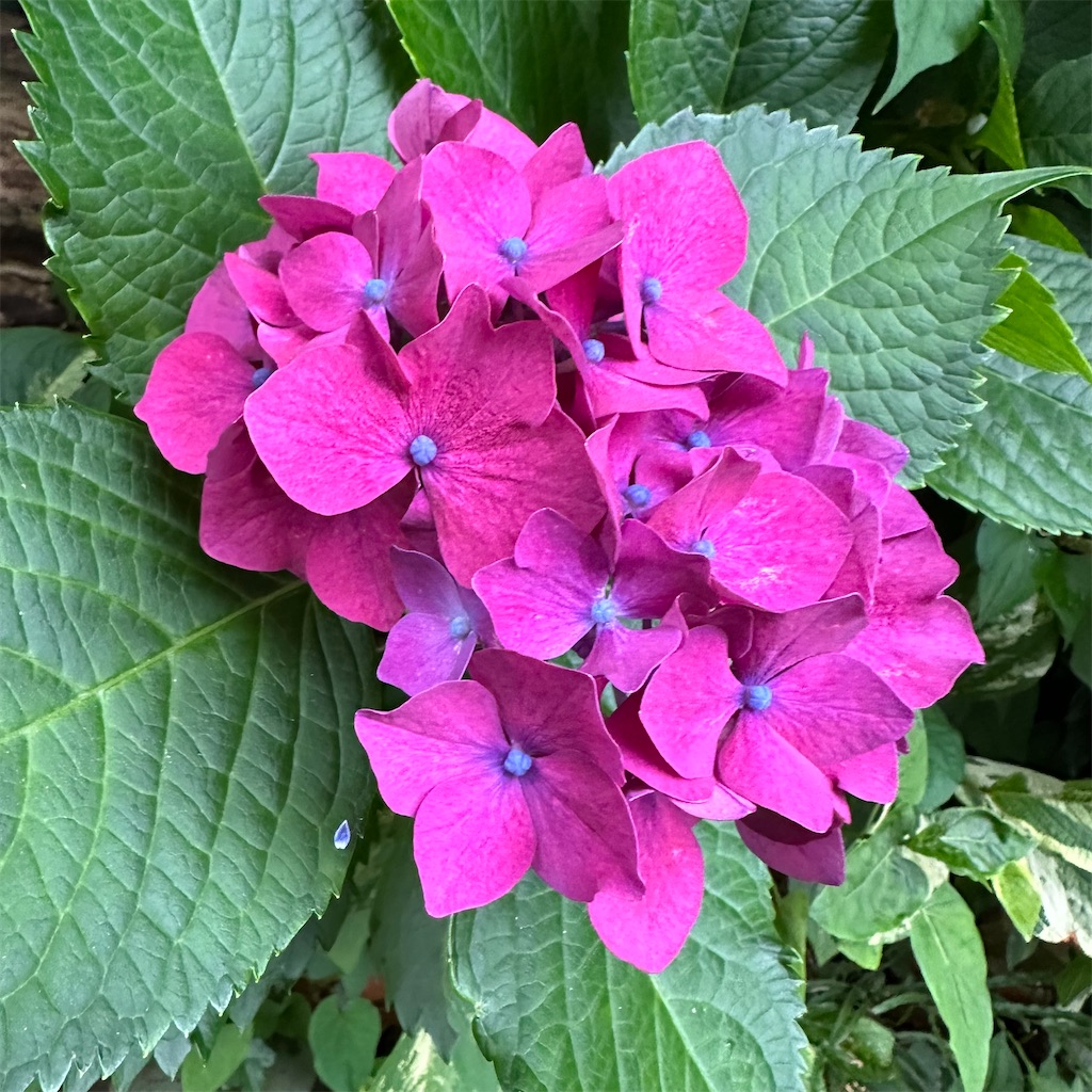 f:id:rotling:20240626095416j:image