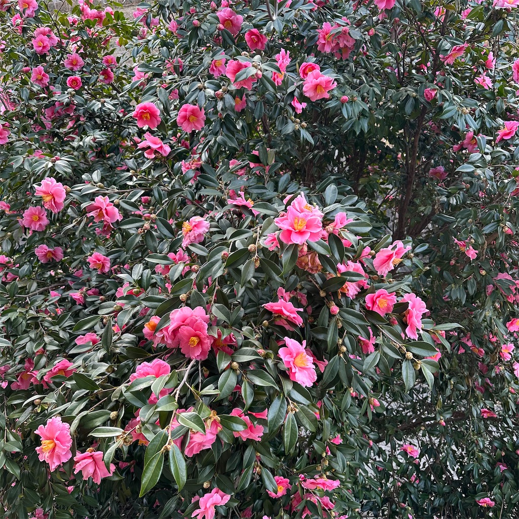 f:id:rotling:20250126120613j:image