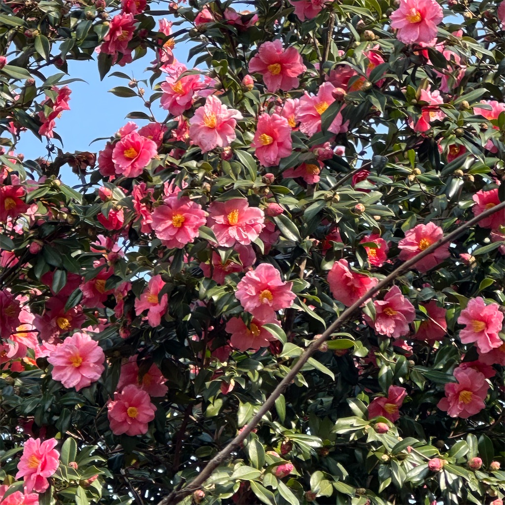 f:id:rotling:20250126120622j:image