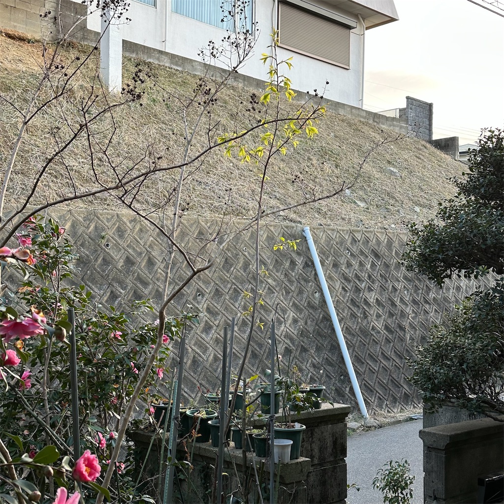 f:id:rotling:20250315082301j:image