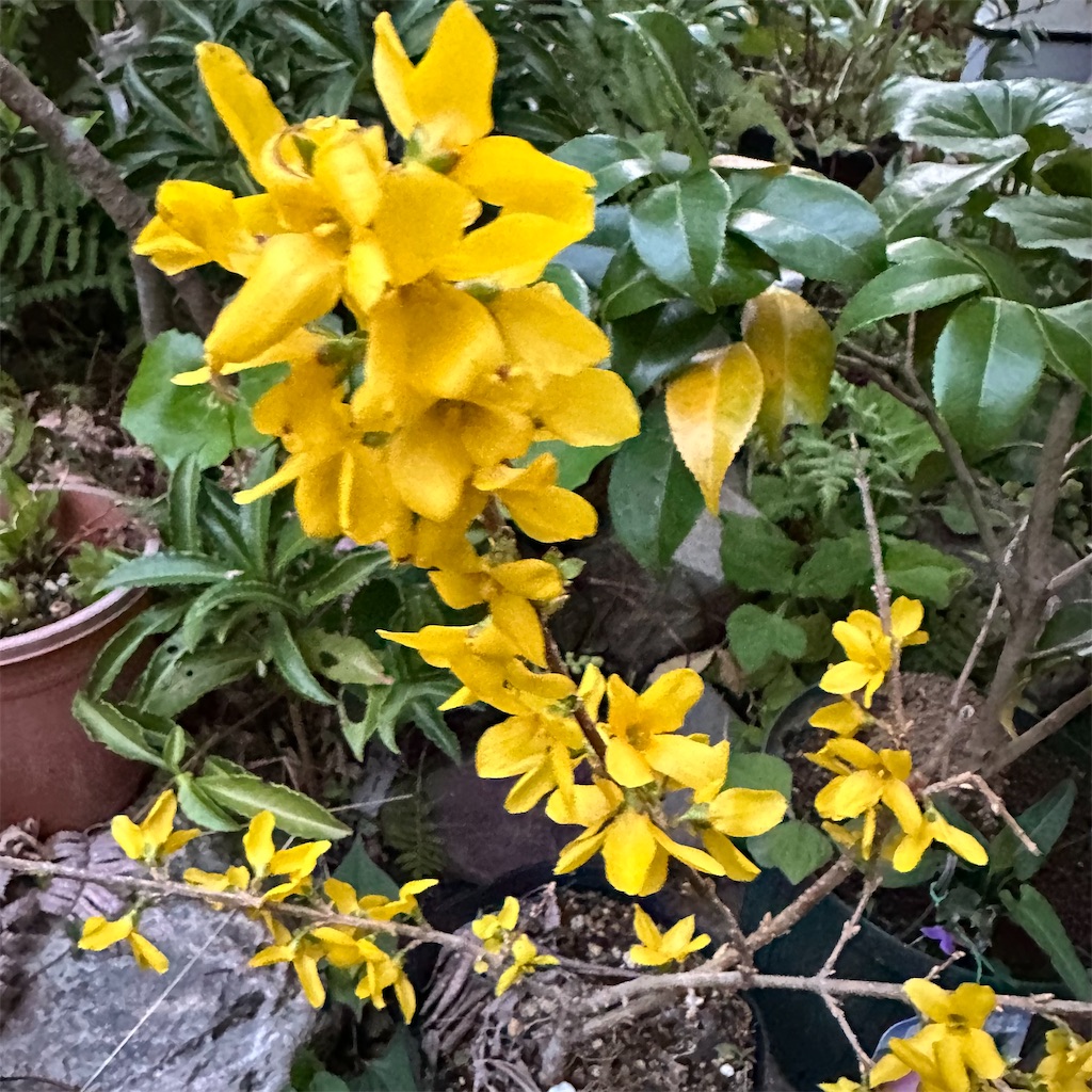 f:id:rotling:20250402215018j:image