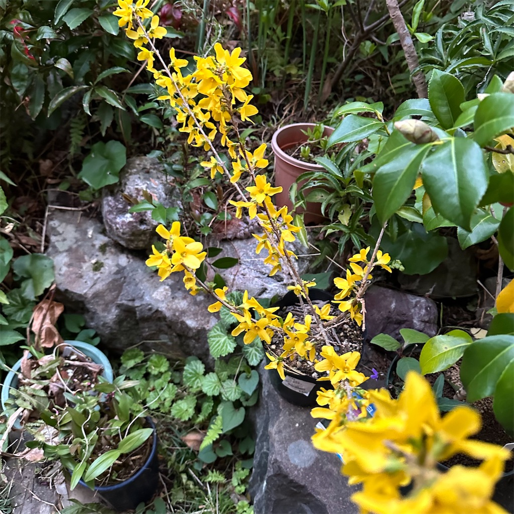 f:id:rotling:20250402215023j:image