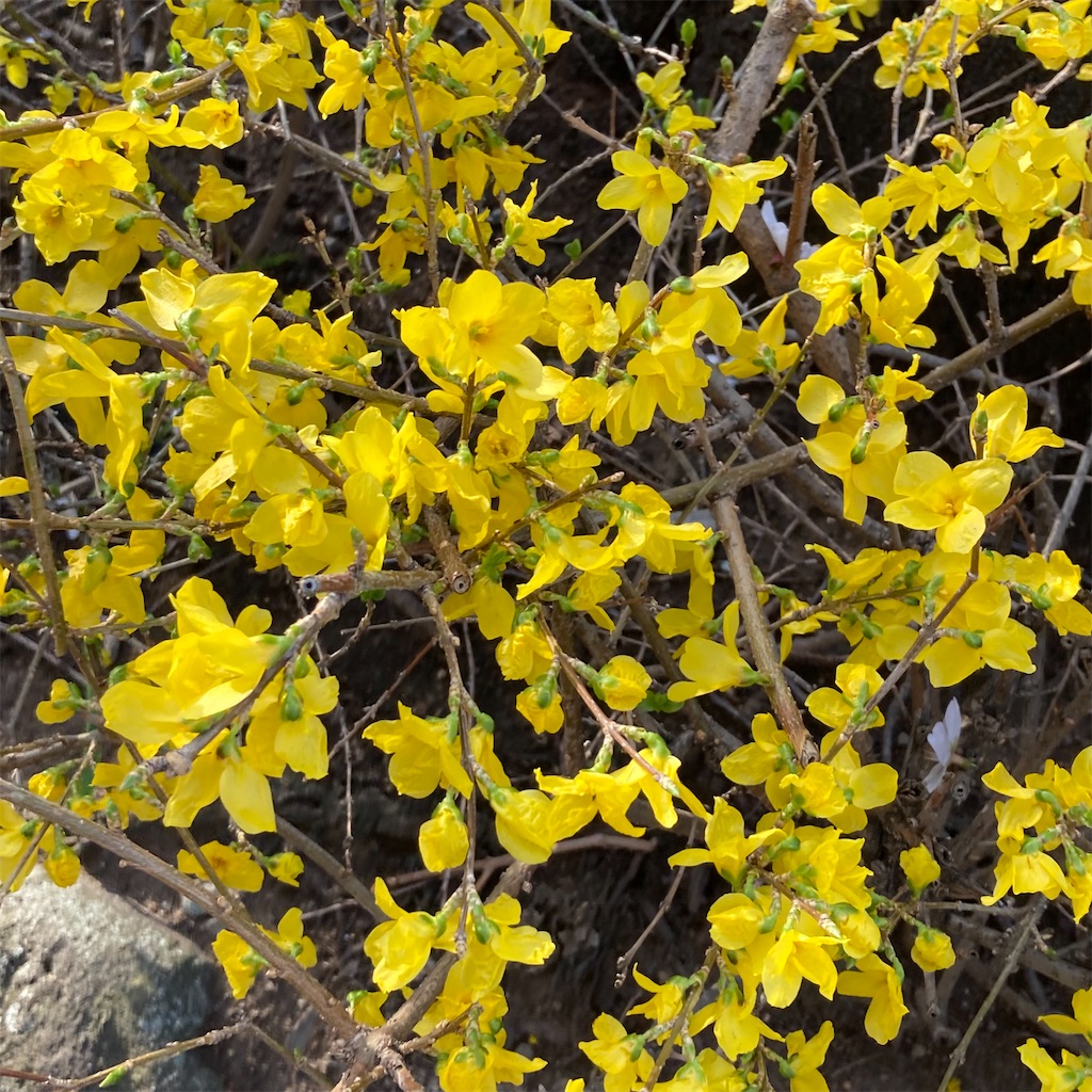 f:id:rotling:20250414074347j:image