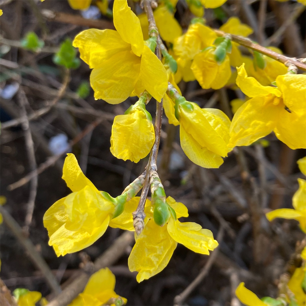 f:id:rotling:20250414074405j:image