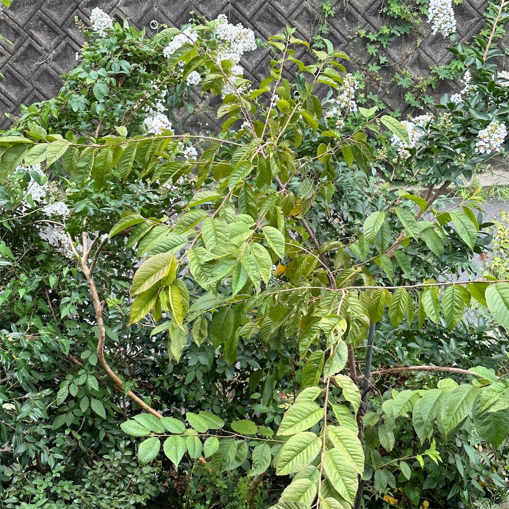 f:id:rotling:20250804131518j:image