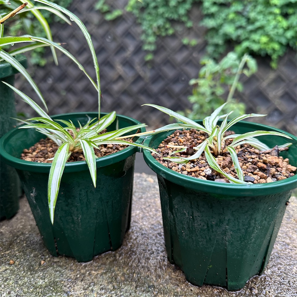 f:id:rotling:20250910083501j:image