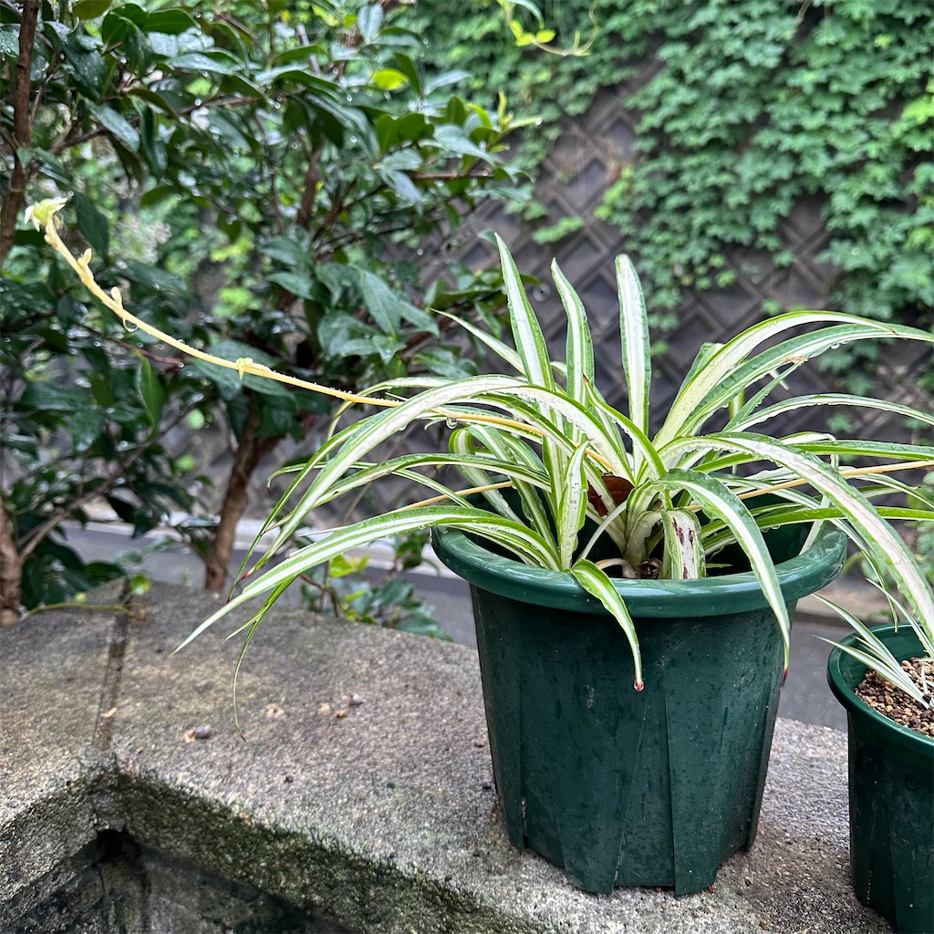 f:id:rotling:20250910083504j:image