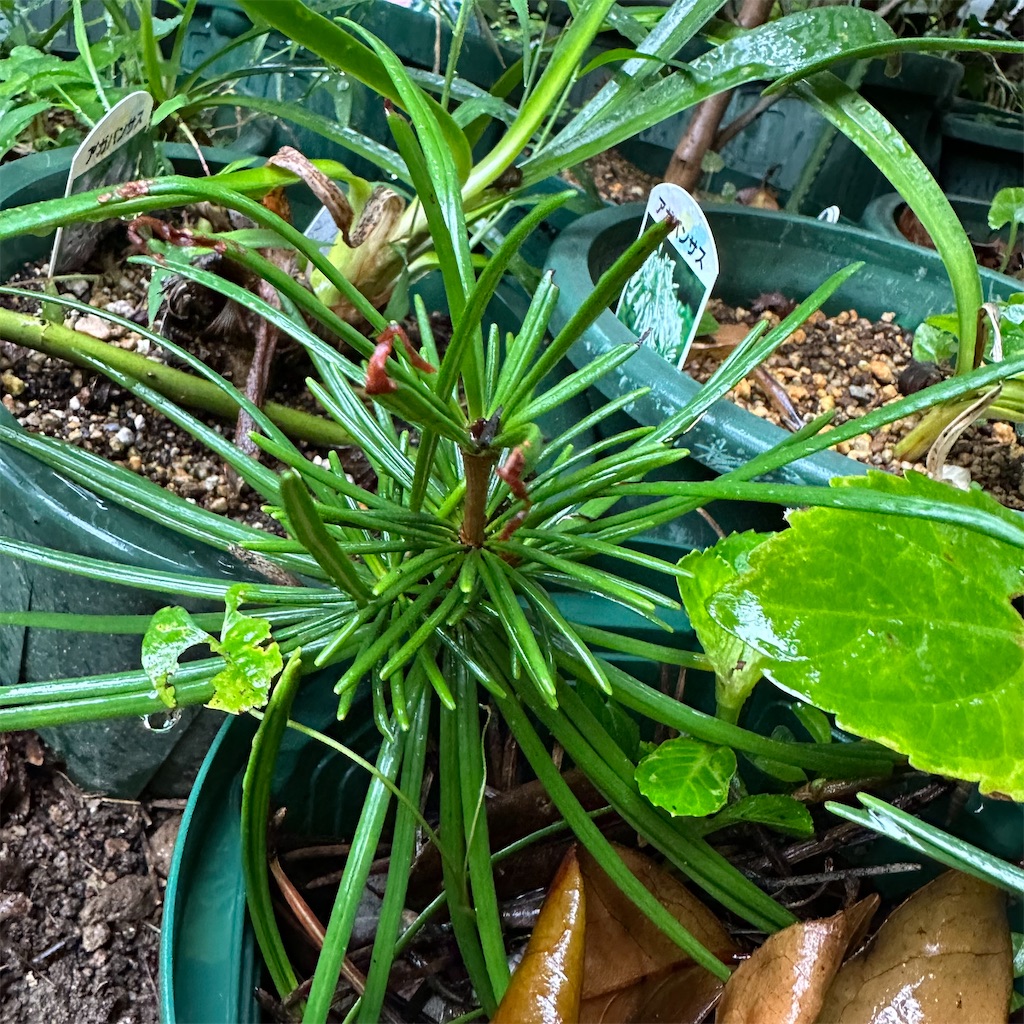 f:id:rotling:20250910185304j:image