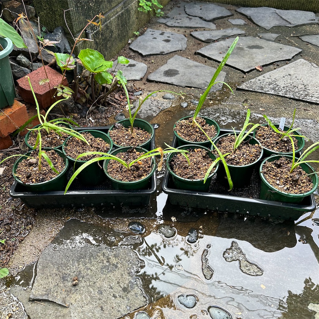 f:id:rotling:20250911081847j:image