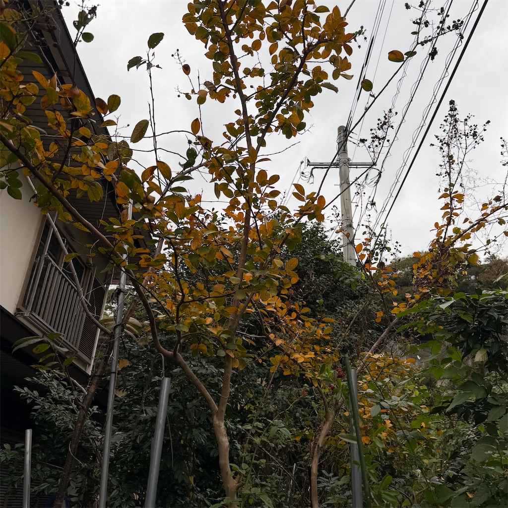 f:id:rotling:20251120150556j:image