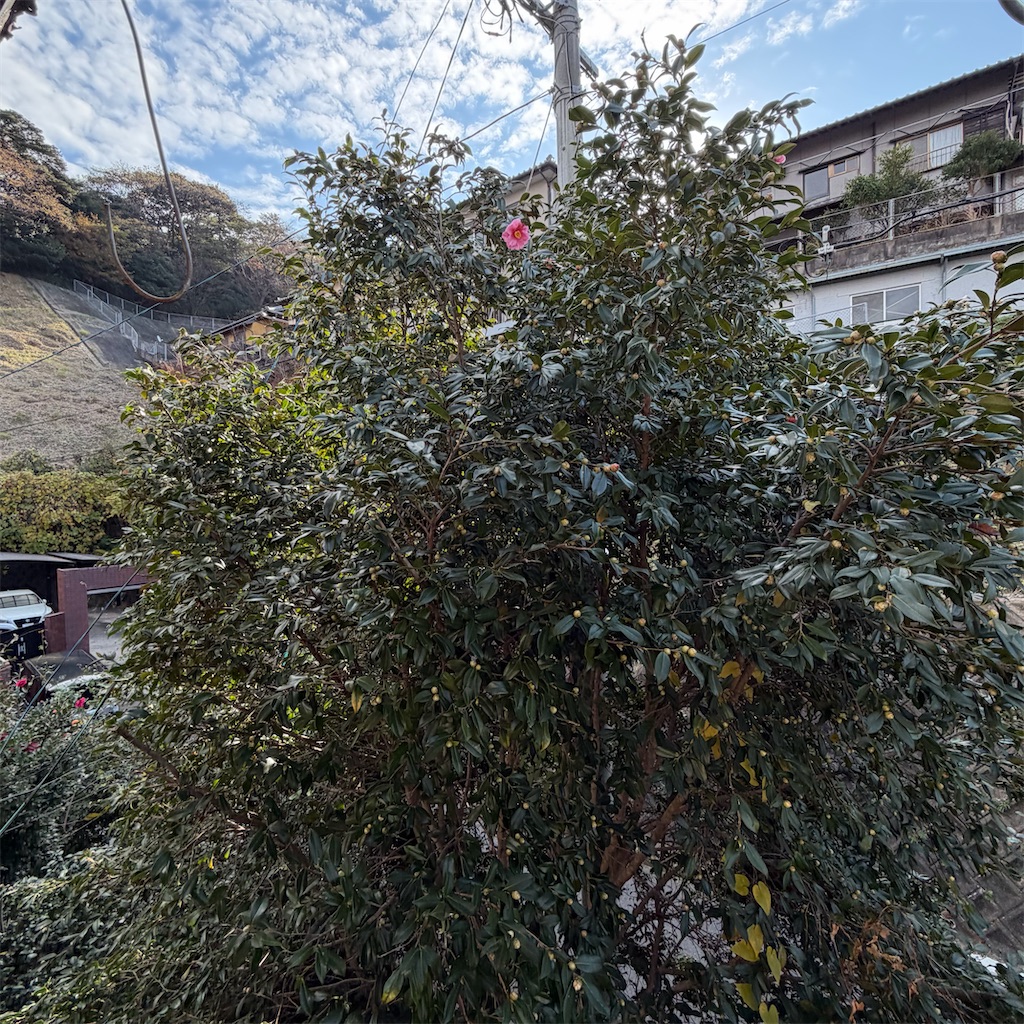 f:id:rotling:20251211173534j:image