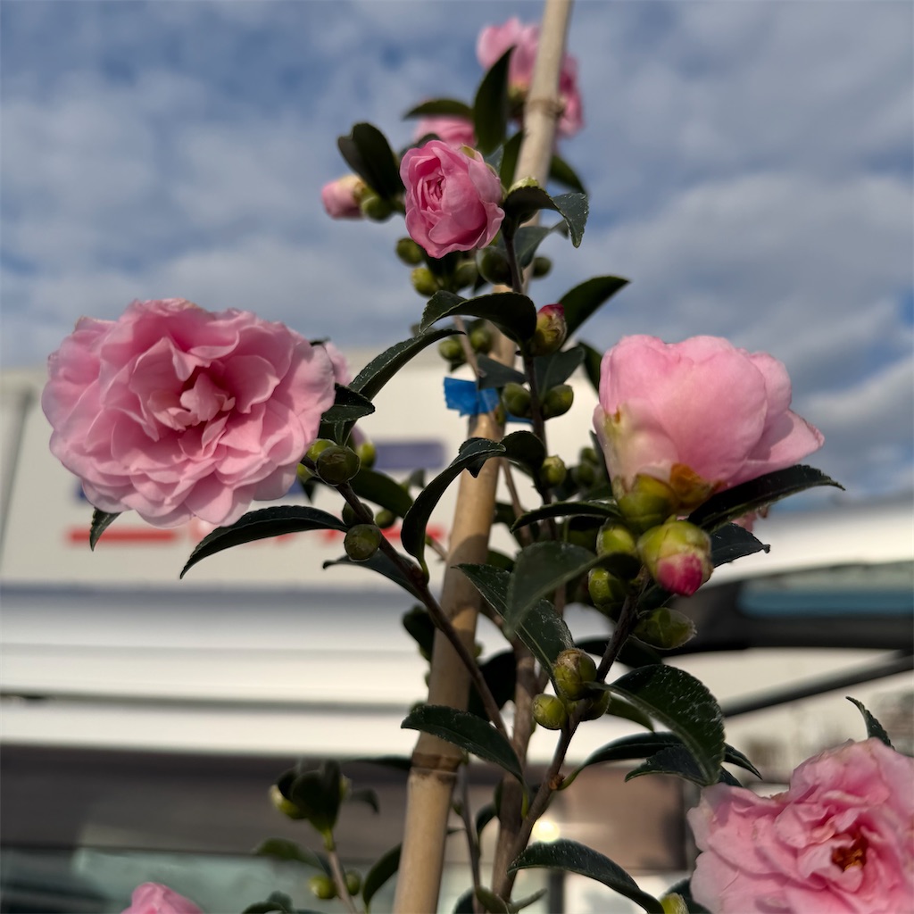 f:id:rotling:20251228145515j:image