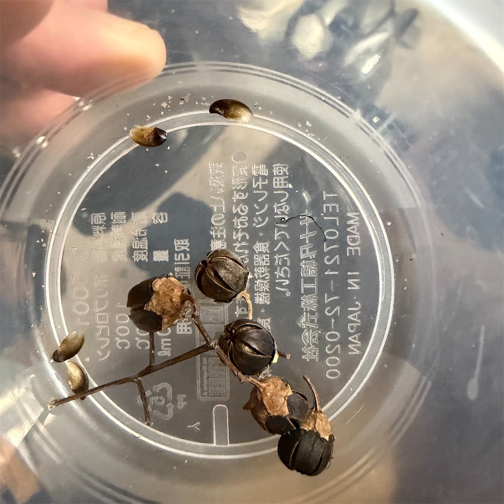 f:id:rotling:20260117193958j:image