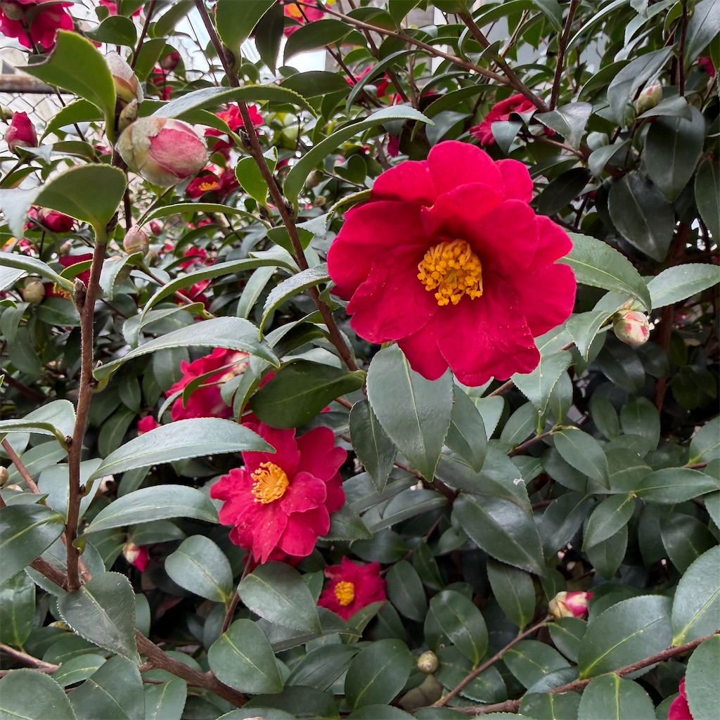 f:id:rotling:20260214115920j:image