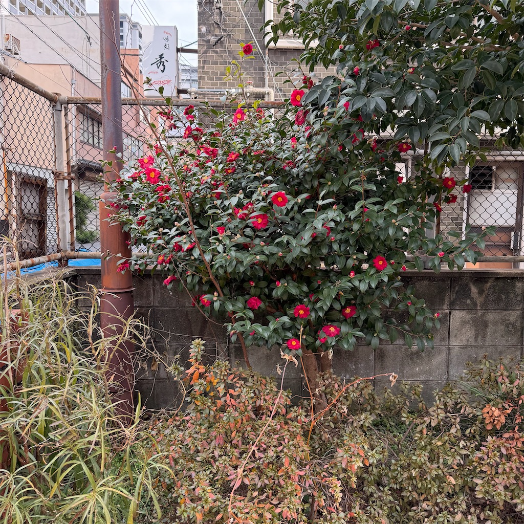 f:id:rotling:20260214115924j:image