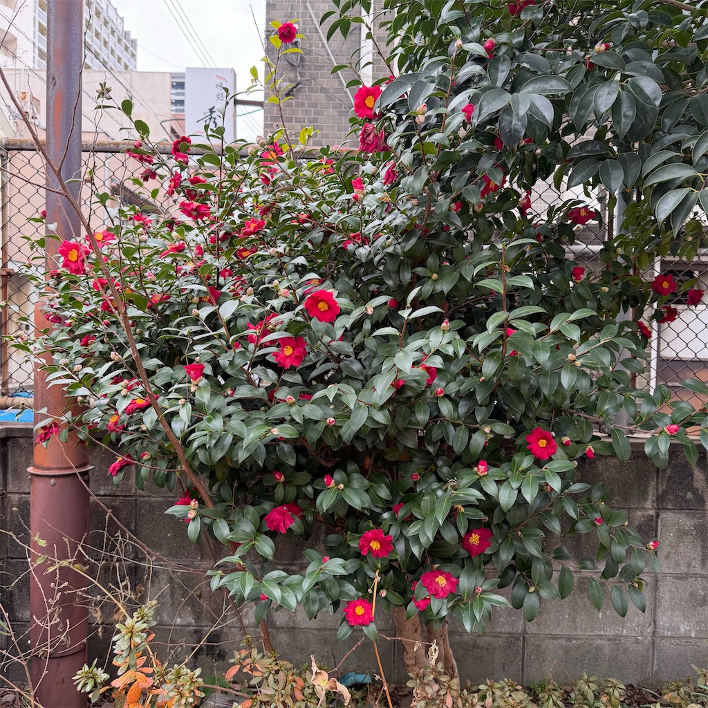 f:id:rotling:20260214115928j:image