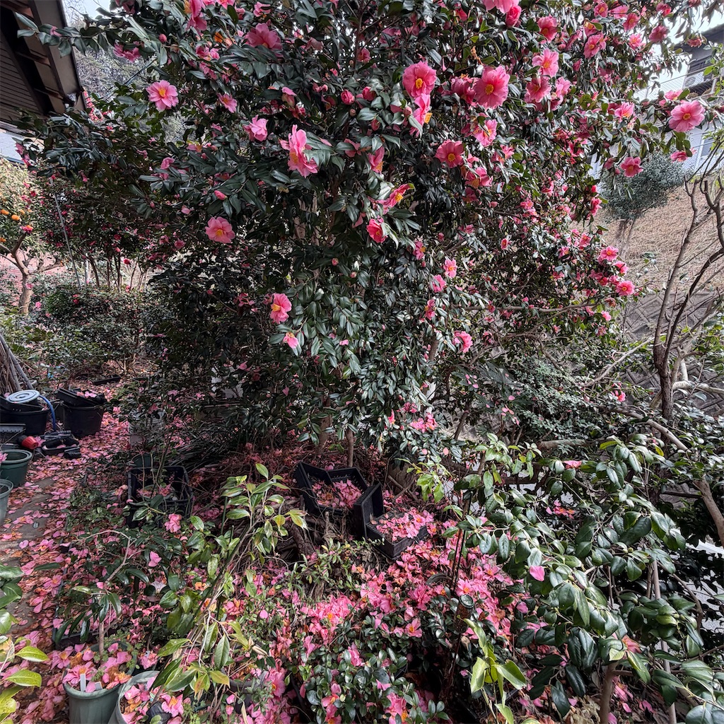 f:id:rotling:20260216124145j:image f:id:rotling:20260216124145j:image