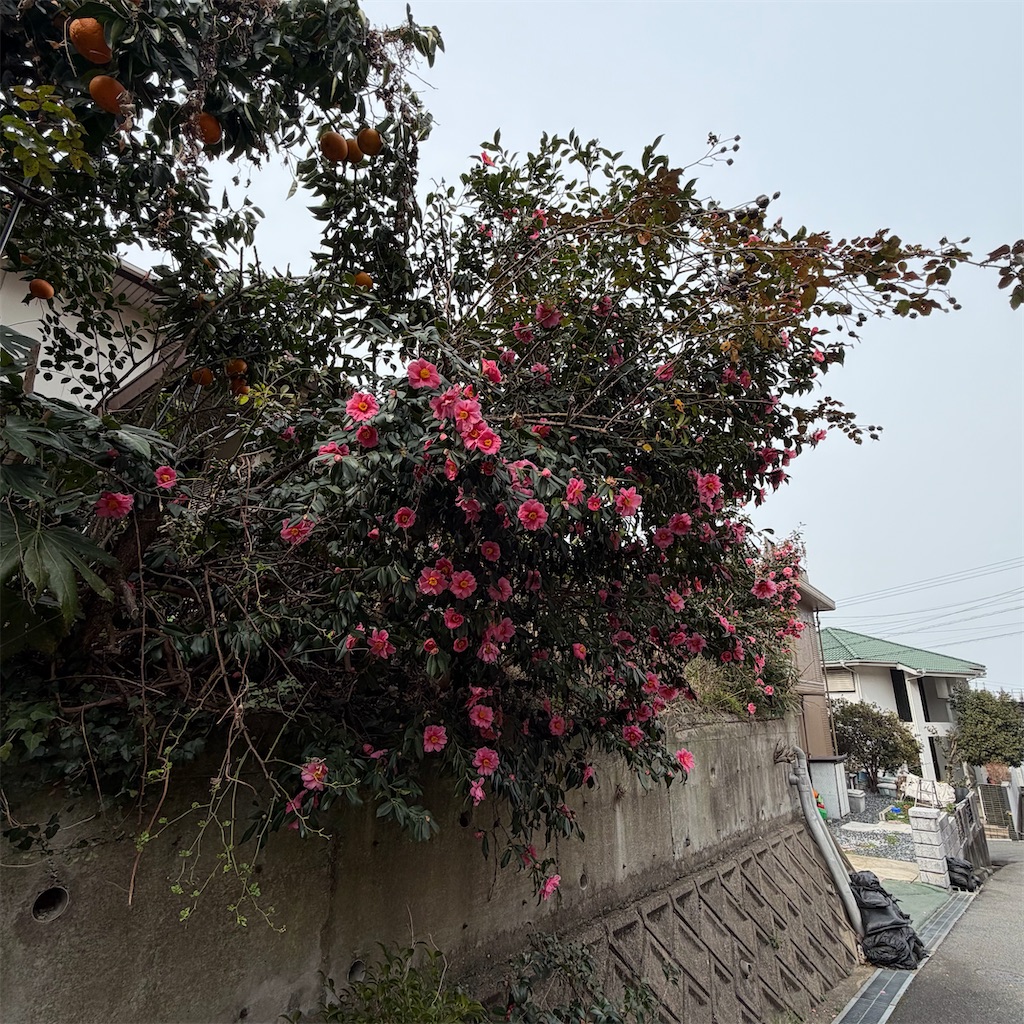 f:id:rotling:20260216124157j:image f:id:rotling:20260216124157j:image