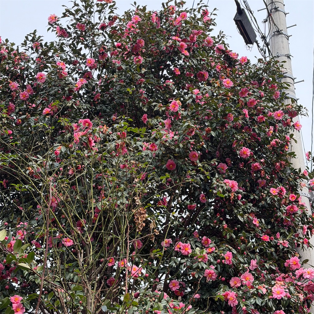 f:id:rotling:20260216124204j:image f:id:rotling:20260216124204j:image