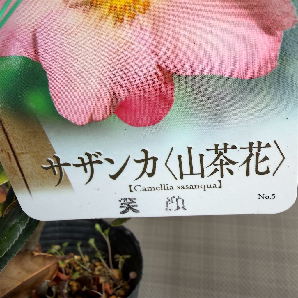 f:id:rotling:20260315143136j:image