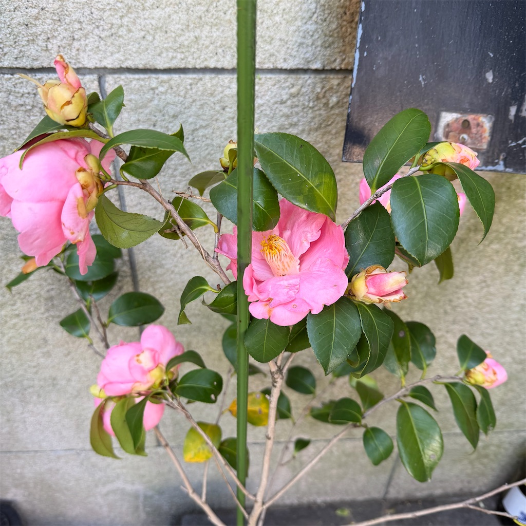 f:id:rotling:20260411150413j:image