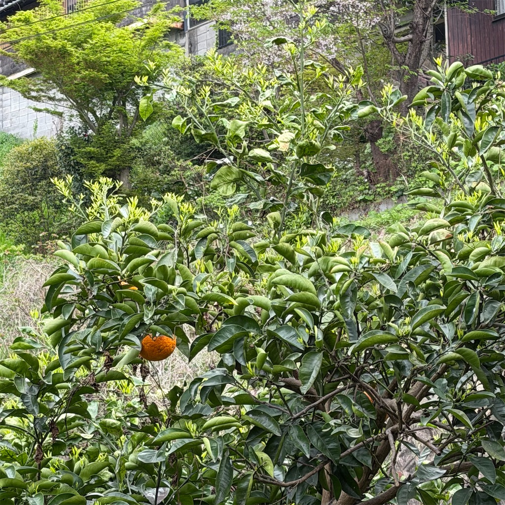 f:id:rotling:20260413121658j:image