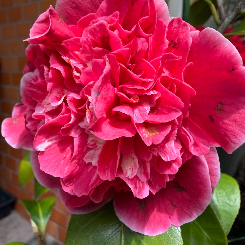 f:id:rotling:20260413123146j:image