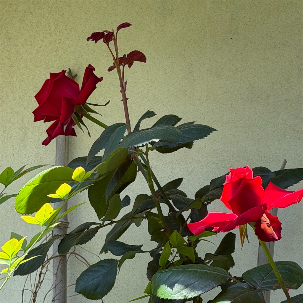 f:id:rotling:20260505120426j:image