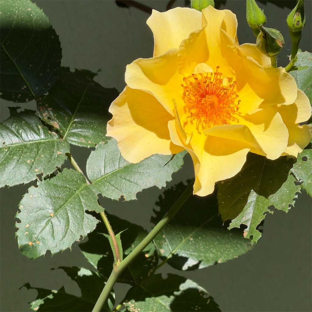 f:id:rotling:20260505120430j:image
