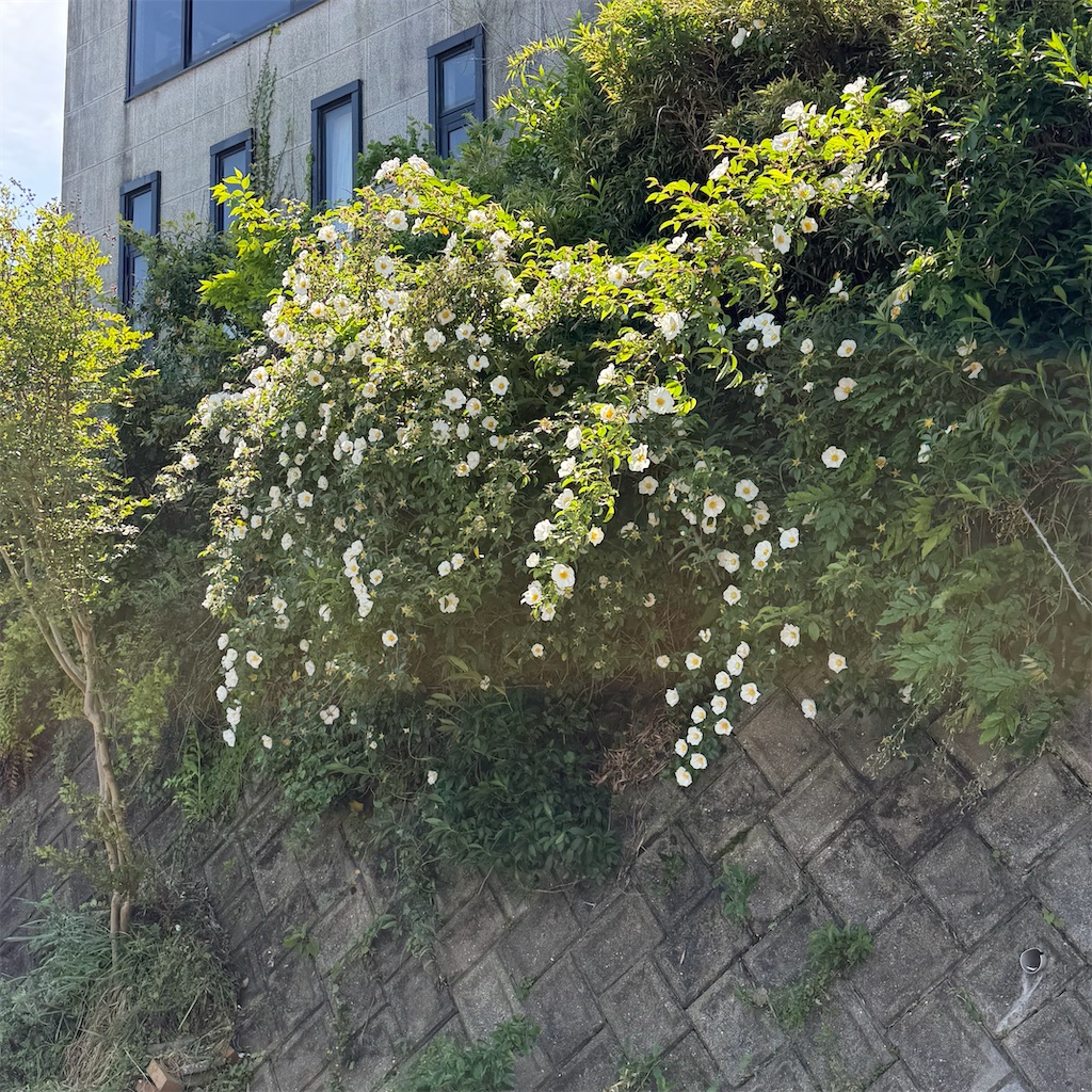 f:id:rotling:20260508210055j:image