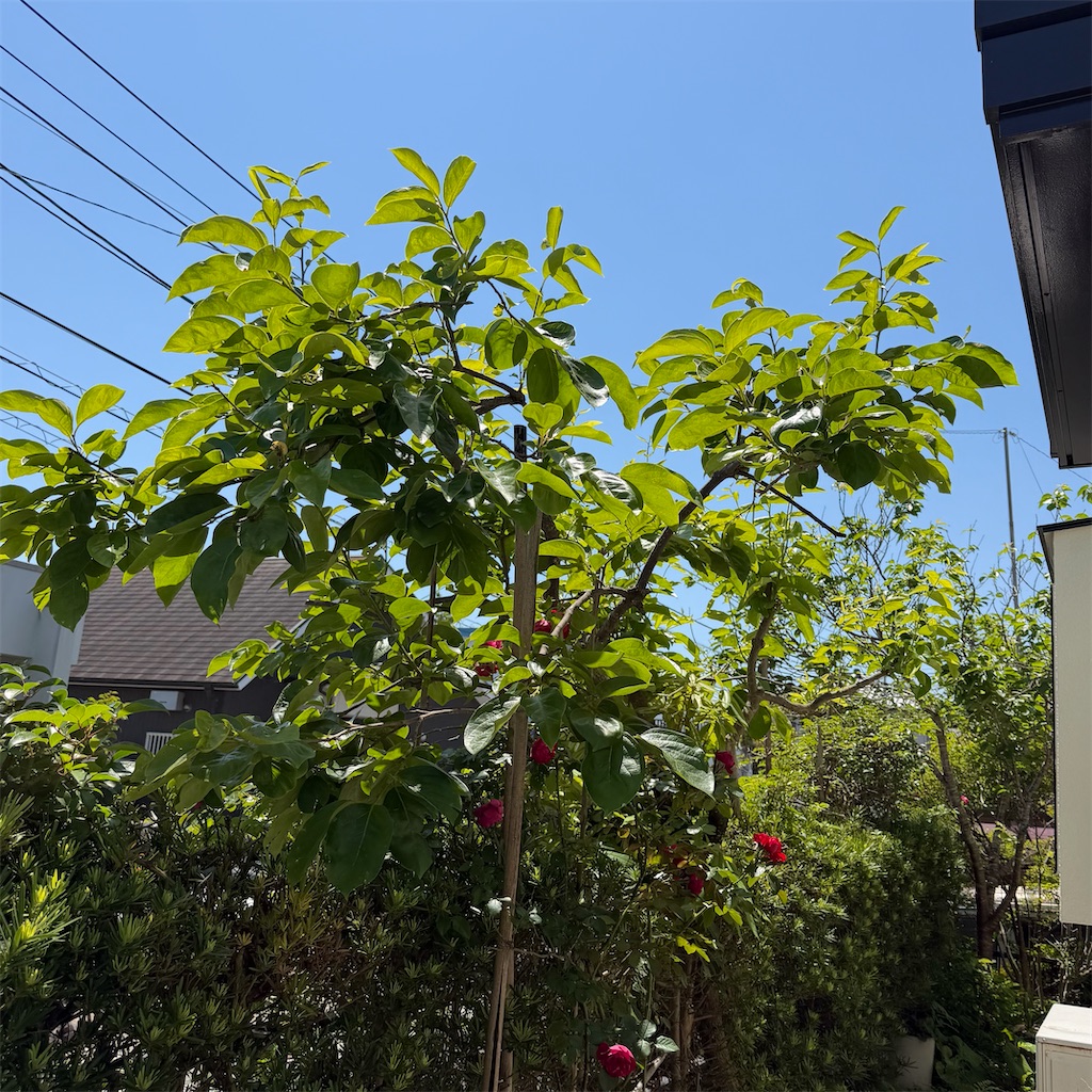 f:id:rotling:20260517214043j:image