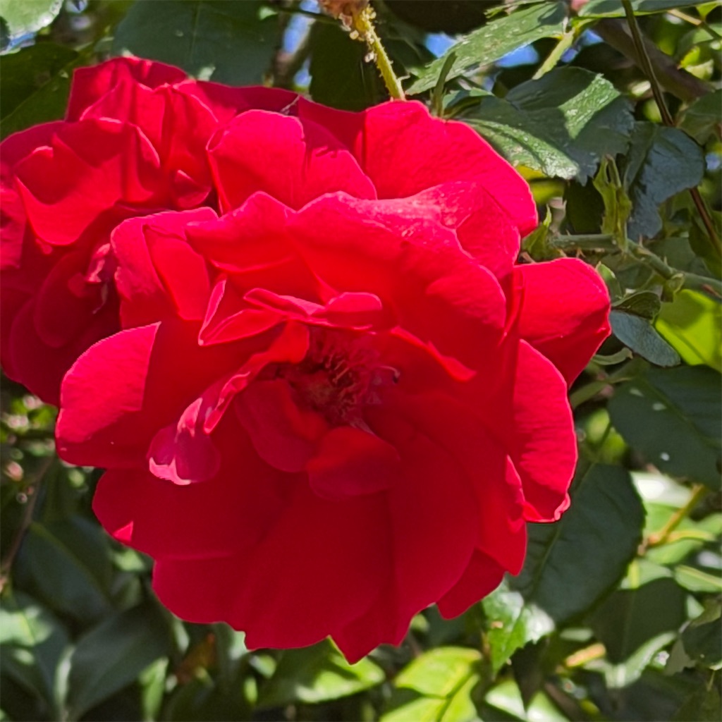 f:id:rotling:20260519101618j:image
