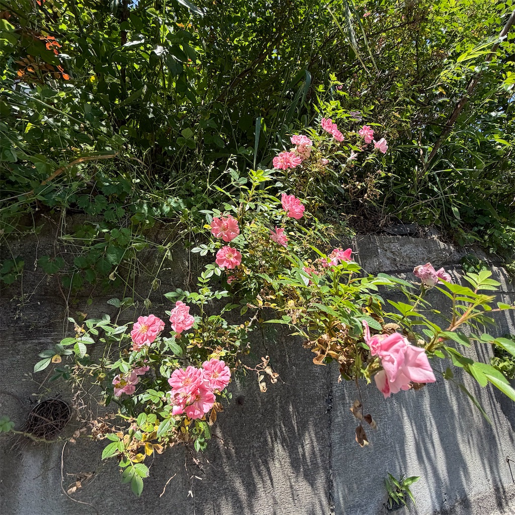 f:id:rotling:20260519112323j:image