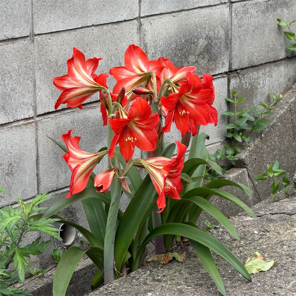 f:id:rotling:20260524111647j:image f:id:rotling:20260524111647j:image