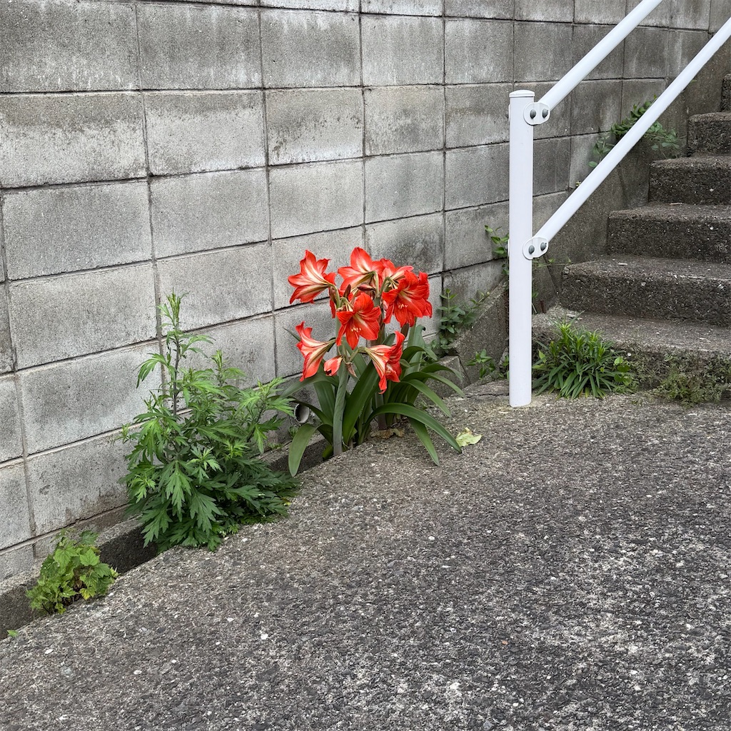 f:id:rotling:20260524111700j:image f:id:rotling:20260524111700j:image