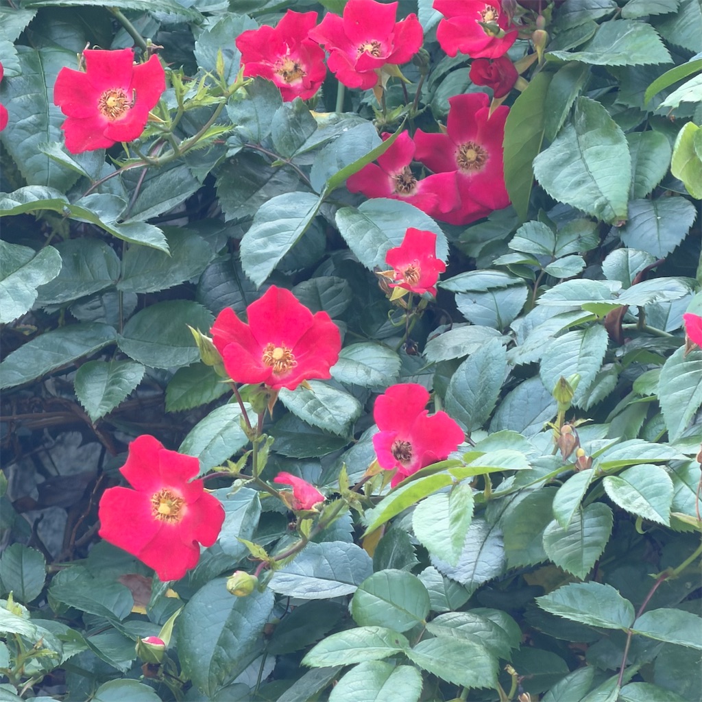 f:id:rotling:20260527111711j:image