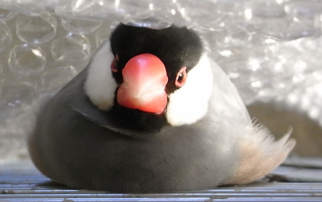 最も人気のある 文鳥 壁紙