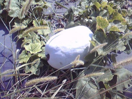 f:id:rougeref:20100906142734j:image