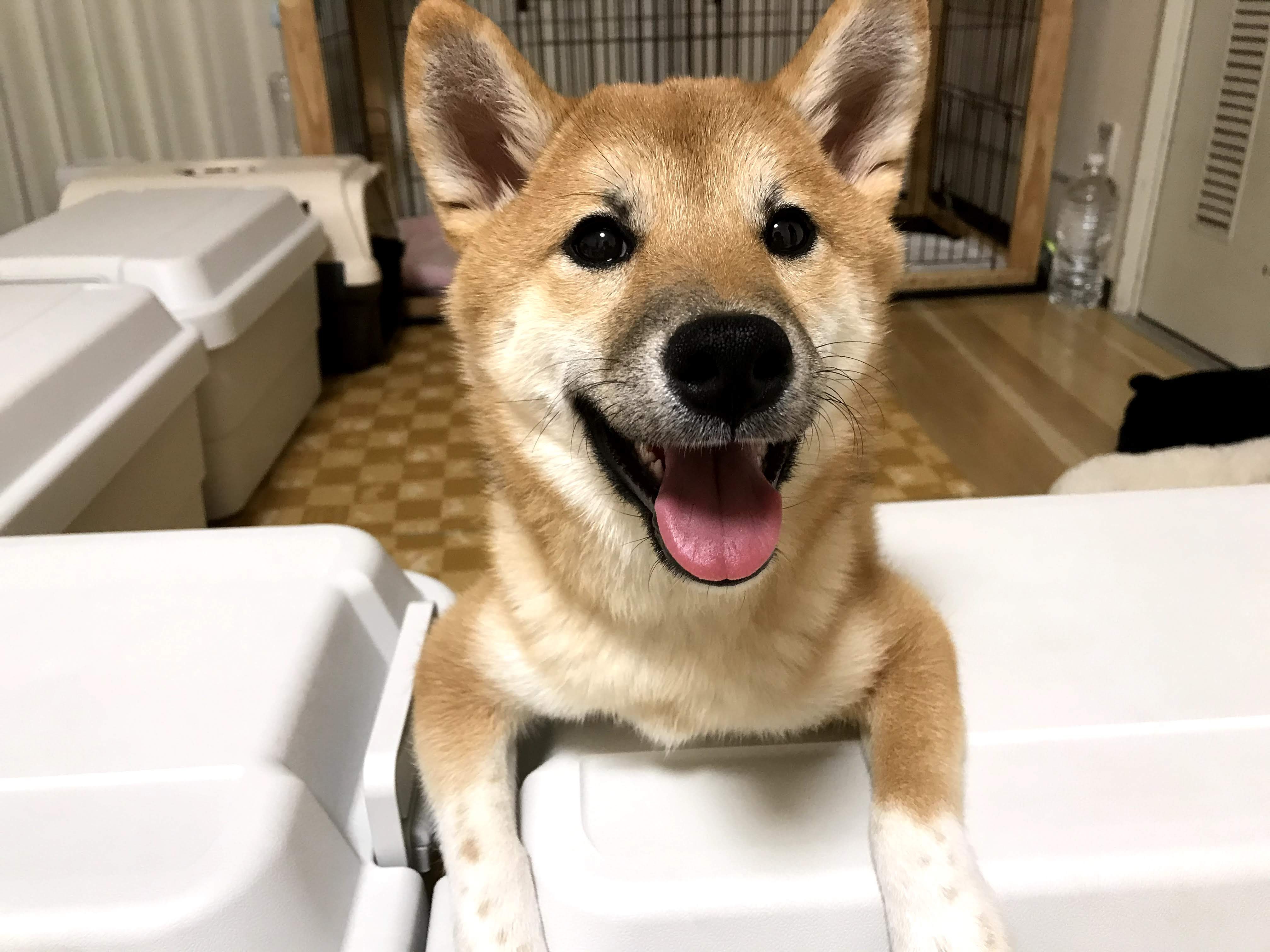 子犬は生後2 3ヶ月が一番大変 を実感したぞって話 体験談 d