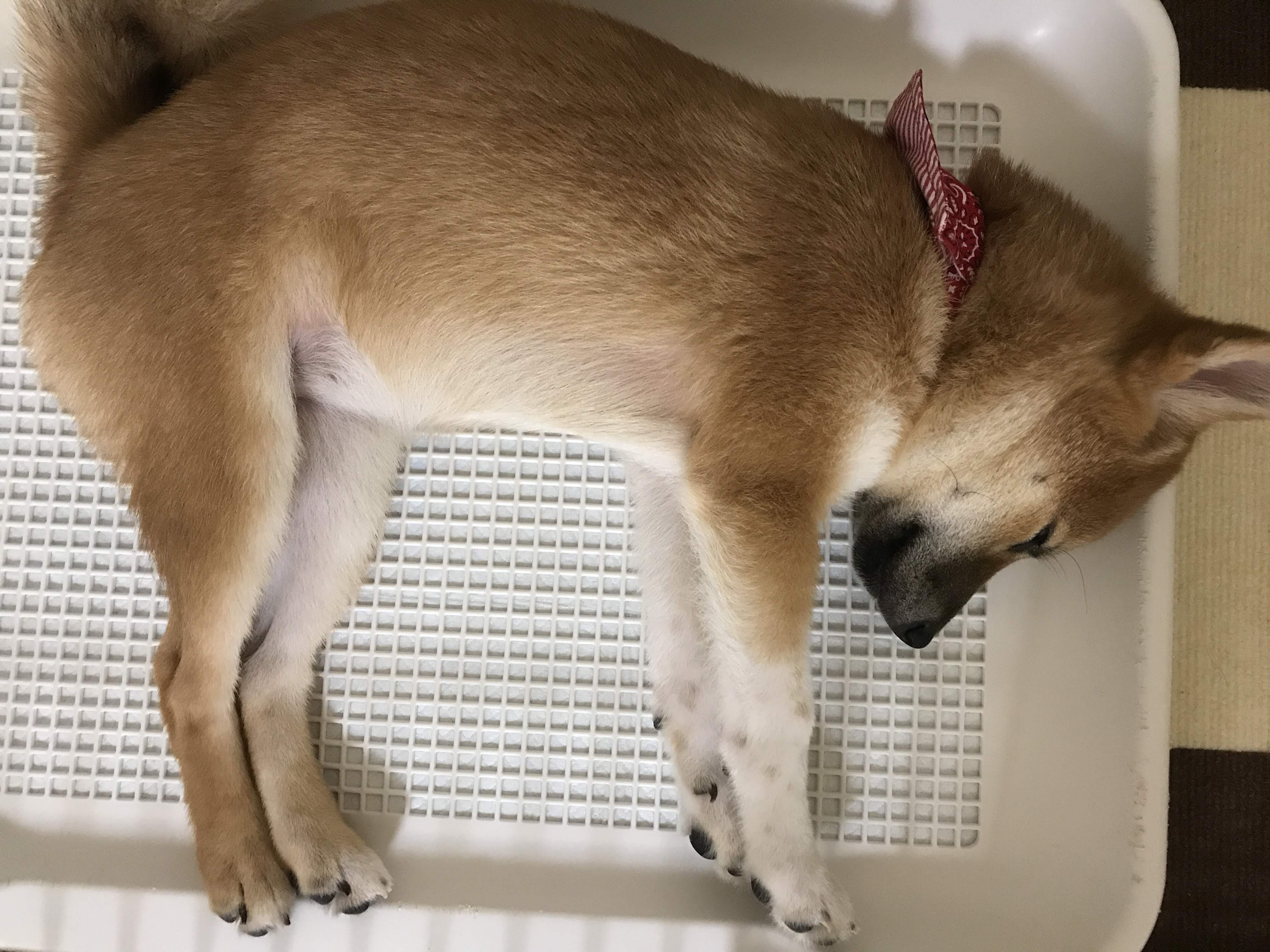 子犬は生後2 3ヶ月が一番大変 を実感したぞって話 体験談 d