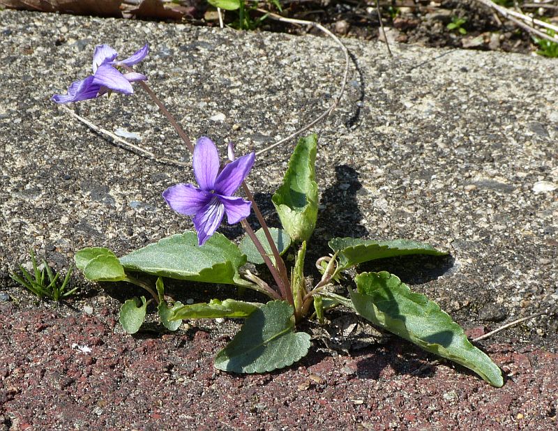 f:id:roukanomushi:20190321061142j:plain f:id:roukanomushi:20190321061142j:plain