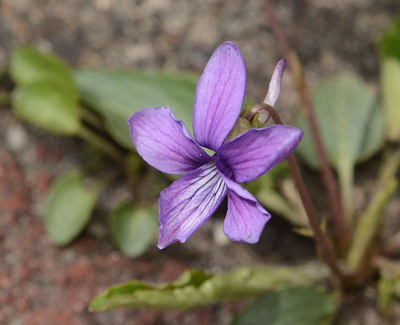 f:id:roukanomushi:20190321061213j:plain f:id:roukanomushi:20190321061213j:plain