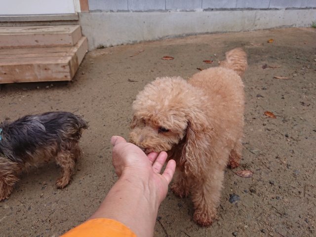 f:id:roukenhome-ann:20181110141006j:plain