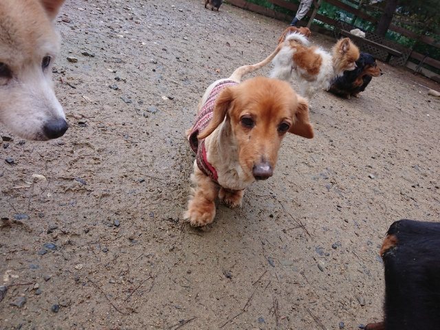 f:id:roukenhome-ann:20181110141342j:plain