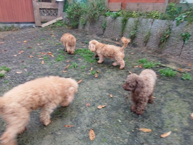 f:id:roukenhome-ann:20181110141848j:plain