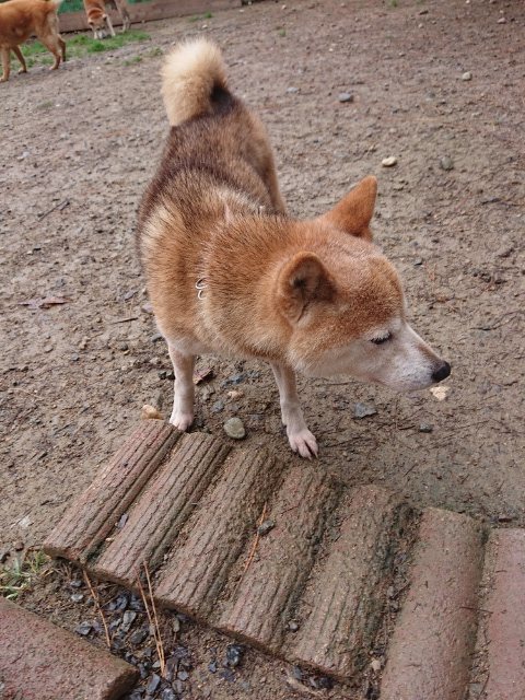 f:id:roukenhome-ann:20181110143145j:plain
