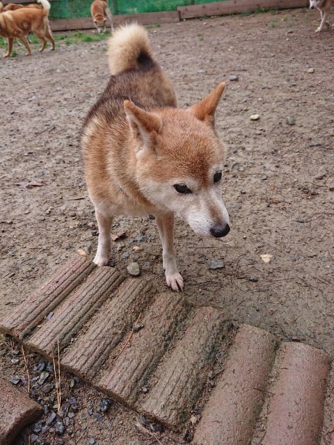 f:id:roukenhome-ann:20181110143153j:plain
