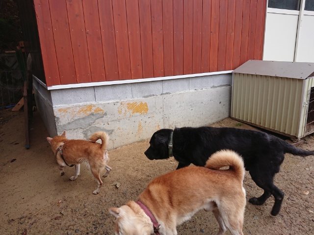 f:id:roukenhome-ann:20181110144541j:plain f:id:roukenhome-ann:20181110144541j:plain