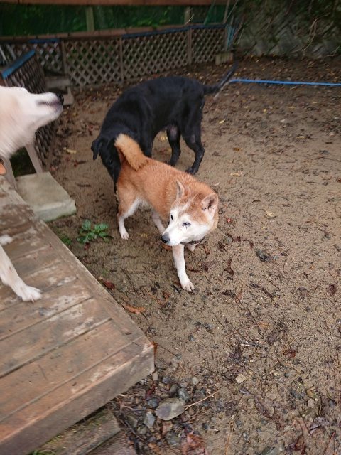 f:id:roukenhome-ann:20181110144554j:plain f:id:roukenhome-ann:20181110144554j:plain
